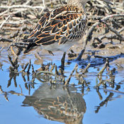 Pectoral Sandpiper